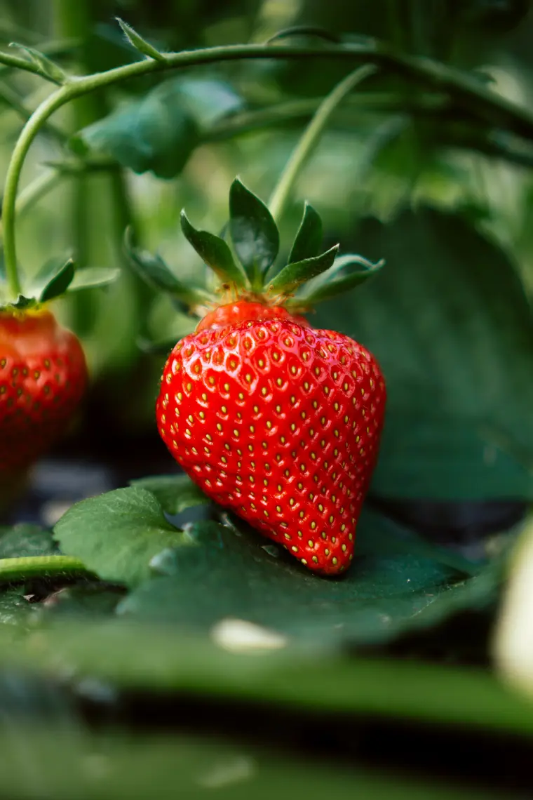 jardinage en avril fraises 