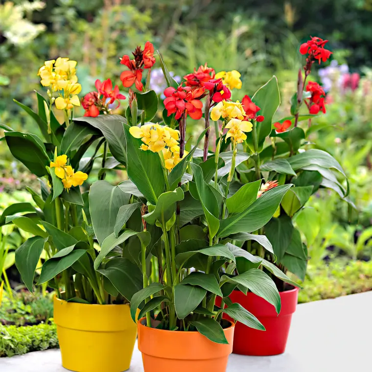 plantes florifères à planter pots 