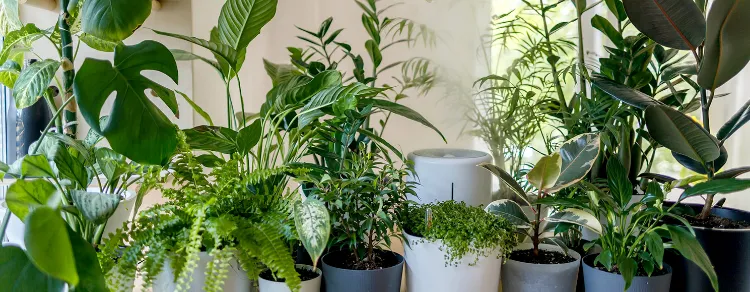 plantes intérieur positives paisibles