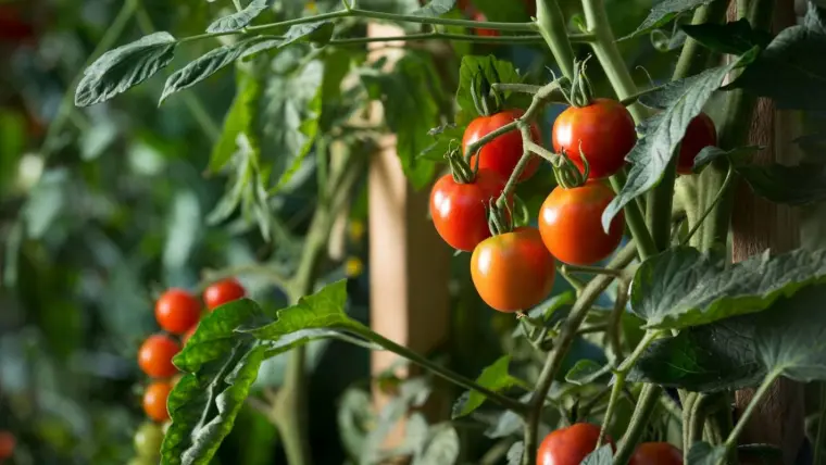 quand planter des tomates au jardin