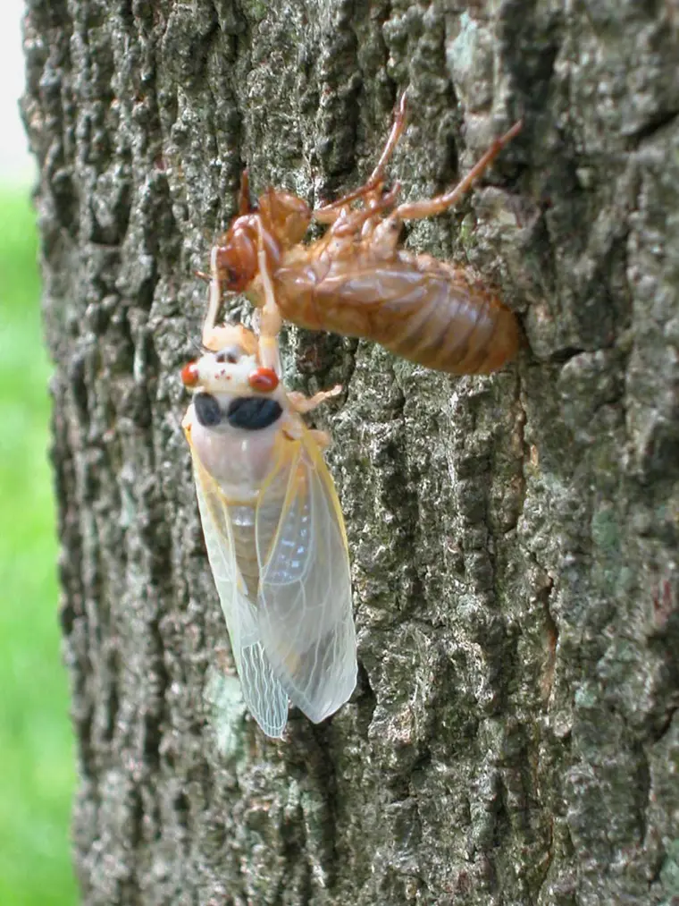 répulsif insectes sur les arbres dans le jardin avec de la vaseline