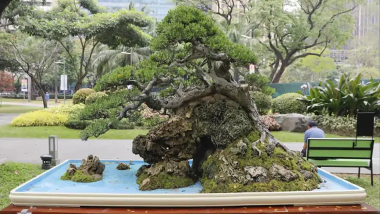 arbre japonais deco maison 