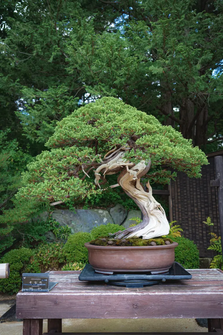 art chinois bonsai exotique 