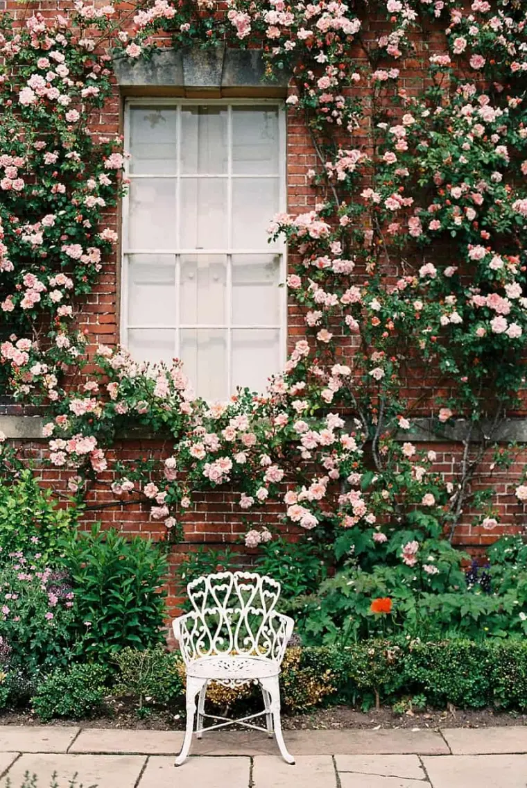 belles rosiers grimpants jardin 