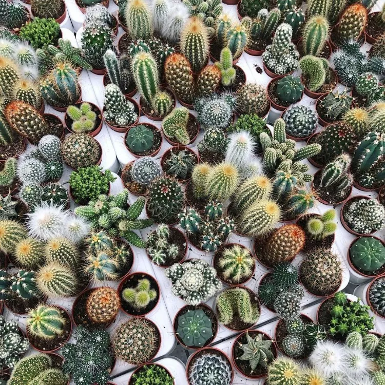 cactus résistant froid pot