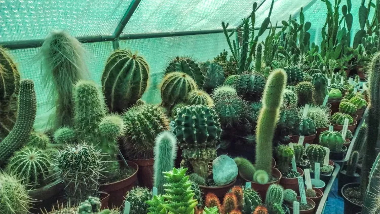 cactus sous serre hiver
