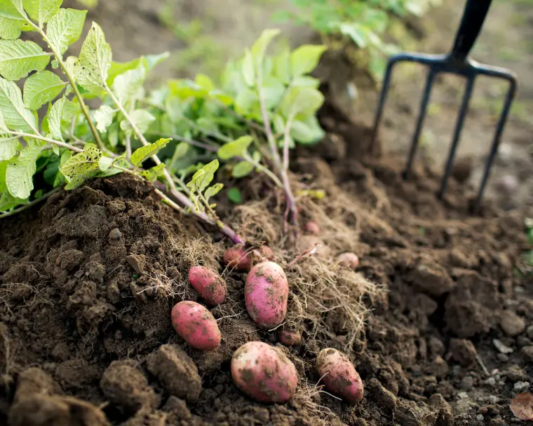 comment cultiver des pommes de terre jardin ouest