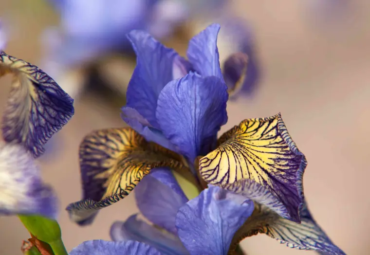 comment prendre soin des iris de siébrie floraison longue