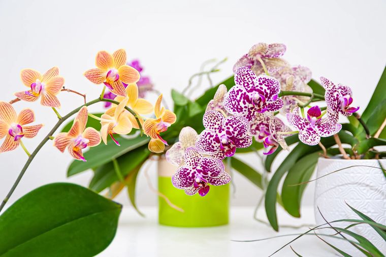 conseils d'entretien d'orchidée d'intérieur