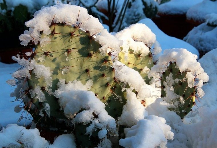 entretenir cactus résistant au gel