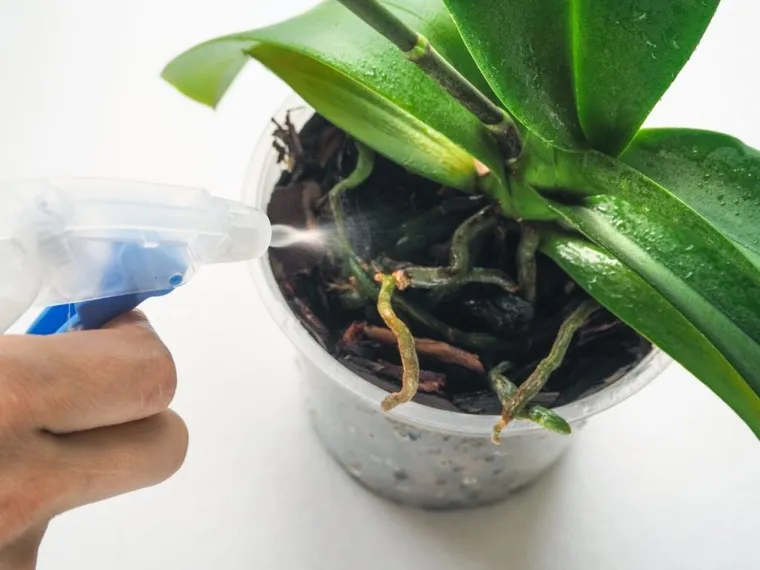 entretien d'orchidée en pot