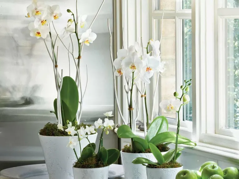 entretien orchidée d'appartement blanche