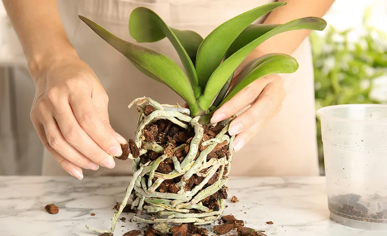 conseils d'entretien d'orchidée d'intérieur racines