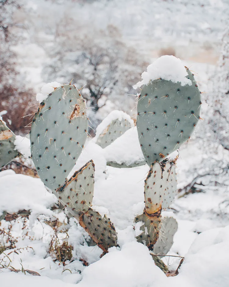 éviter humidité survie cactus