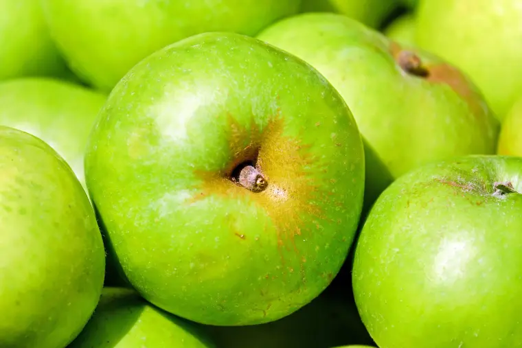fruits à calories négatives pommes