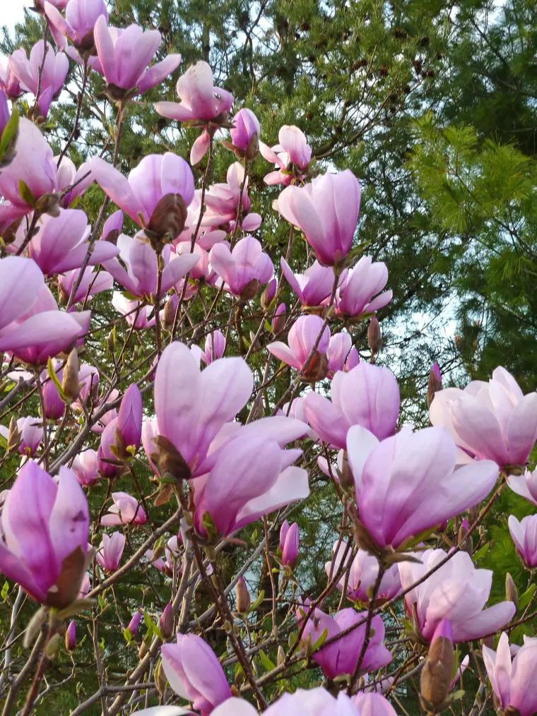 planter des magnolias jardin entretien