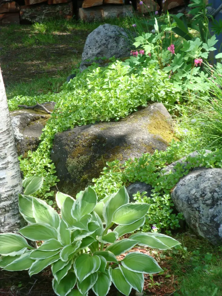 plantes rocaille ombre conesils