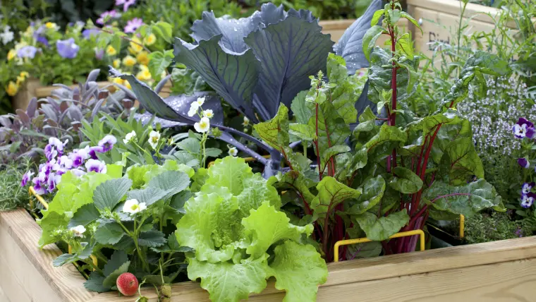 quels légumes planter dans un jardin plein ouest