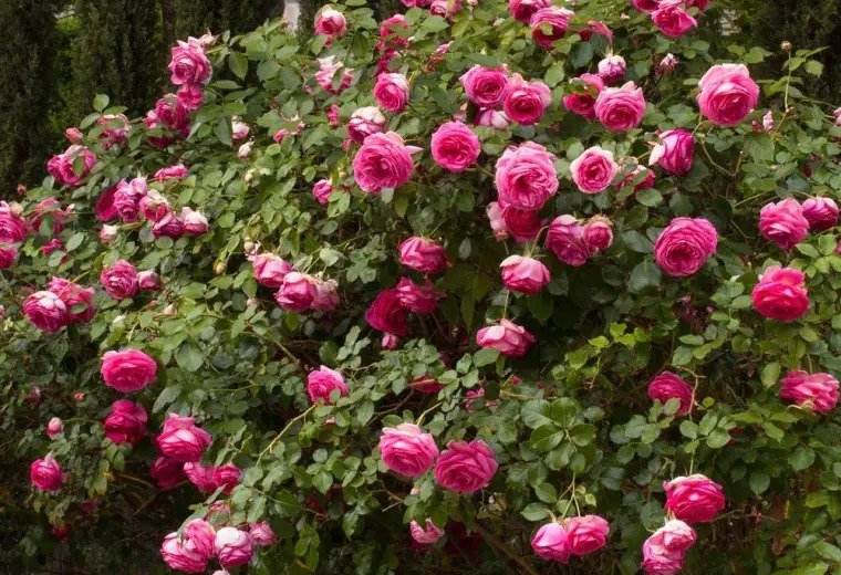rosiers magnifique jardin exterieur