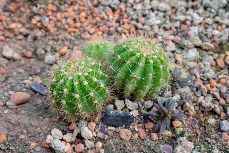 température moins élevée cactus