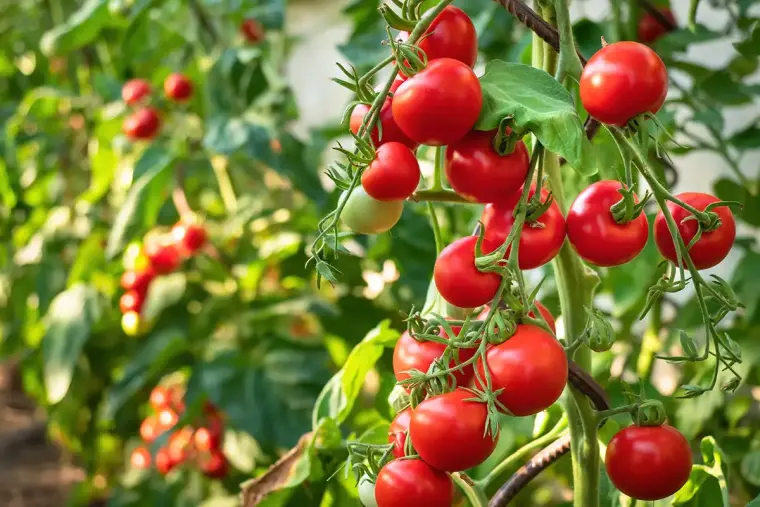 tomates fruits légumes plantation 