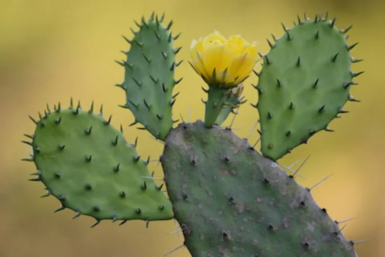 variétés cactus résistant au gel