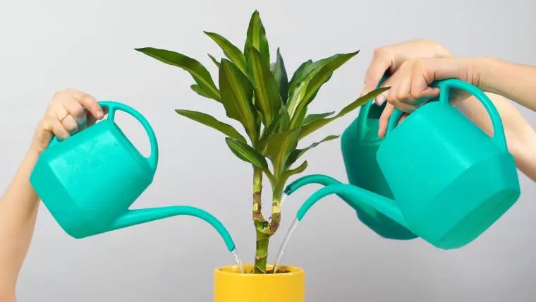 entretenir l’humidité des plantes en pots