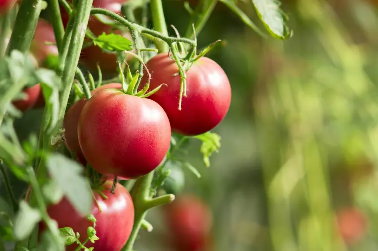 arrosage des tomates à quelle fréquence