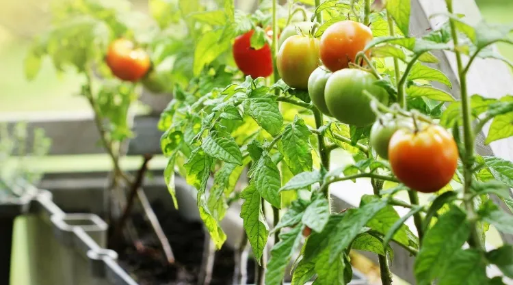 comment cultiver des tomates en pot