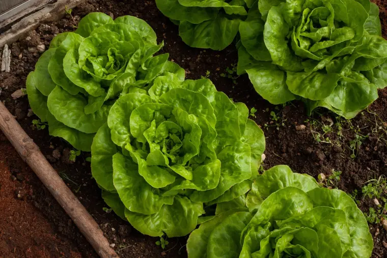 cultiver des salades au jardin laitue