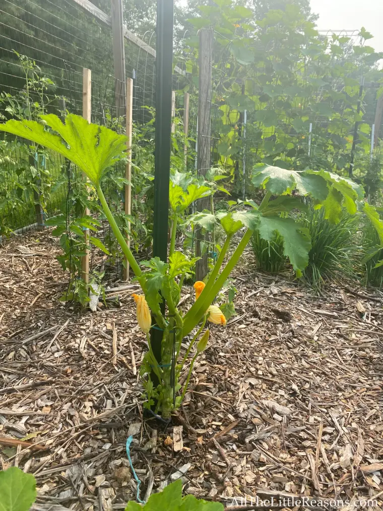 plantation verticale legume jardin 