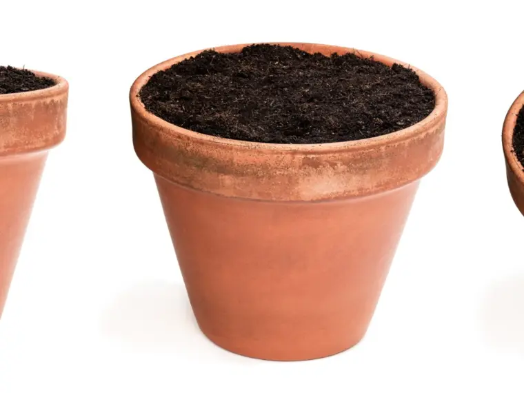 entretenir l’humidité des plantes en pots