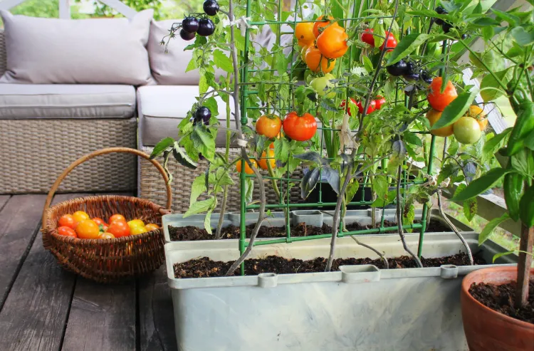 tomates plantées sur balcon