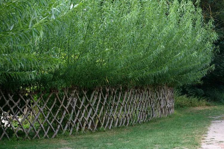 combinaison clôture bois arbustes arbres