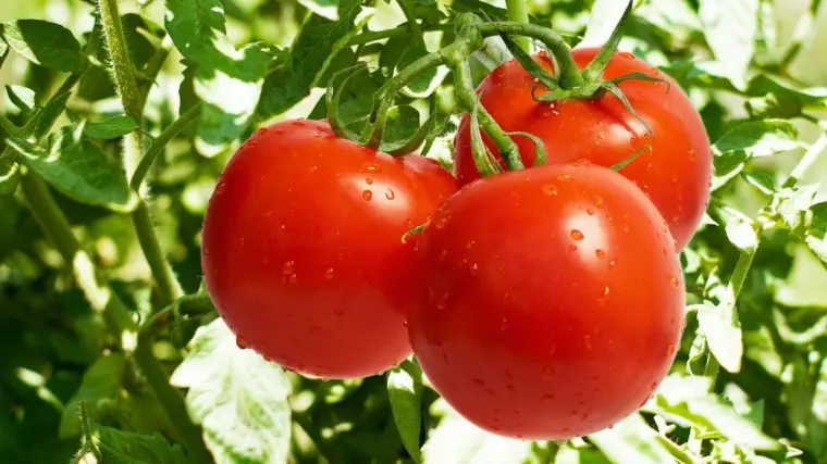 comment bien s'occuper des tomates