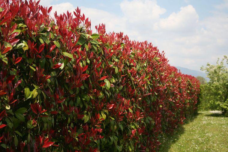 comment cultiver le photinia
