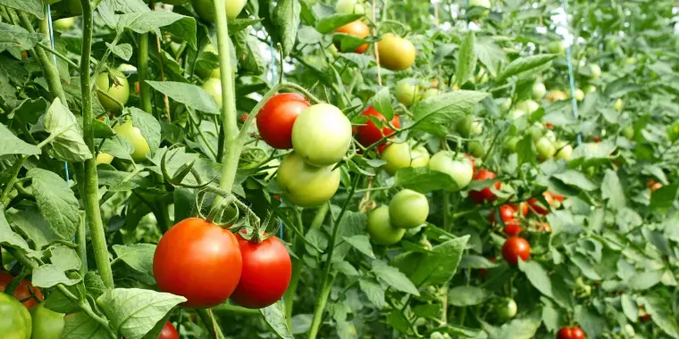 comment entretenir une plante de tomate 