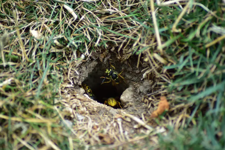 comment faire pour éviter les nids de guêpes dans la terre