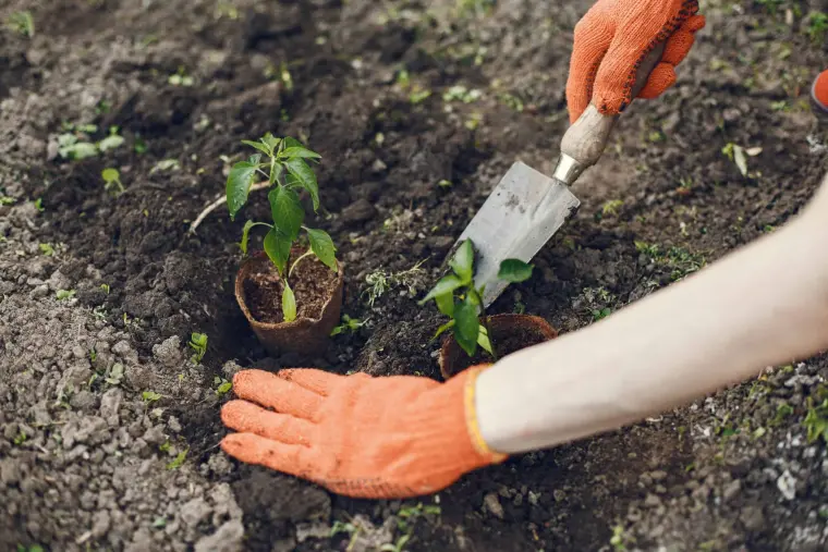 comment nourrir le sol du jardin avec engrais bio