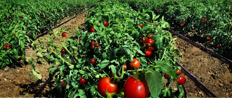 comment s'occuper d'une plante de tomate 