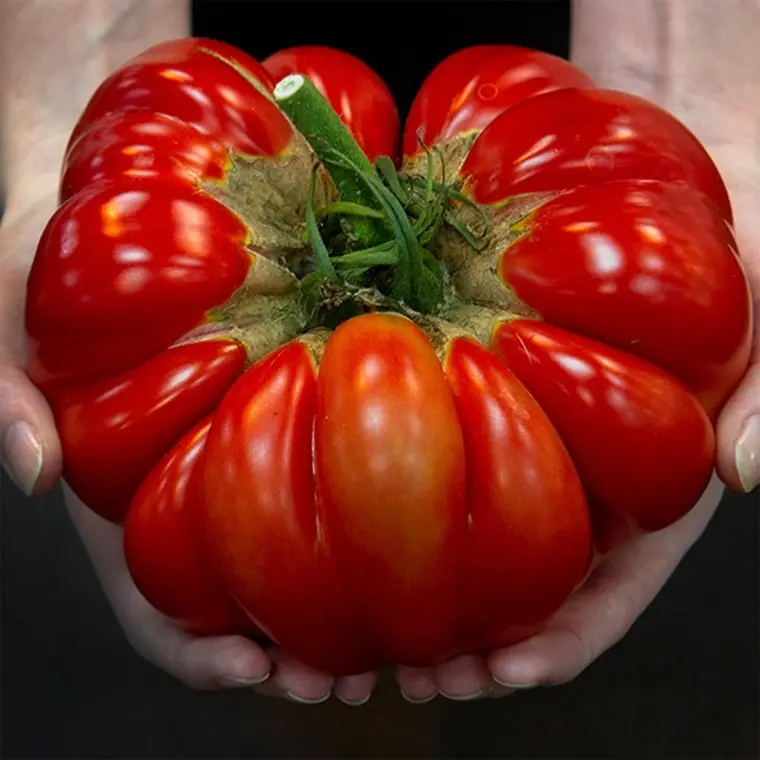 culture tomates géantes planter 