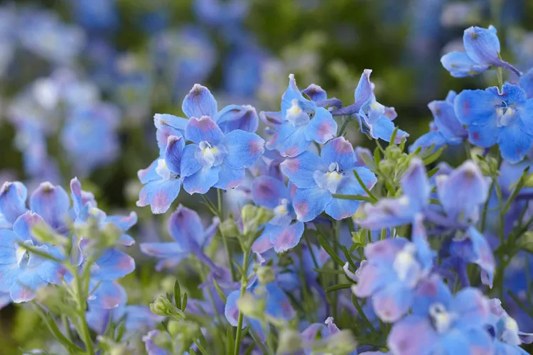 delphinium fleur bleue aime soleil