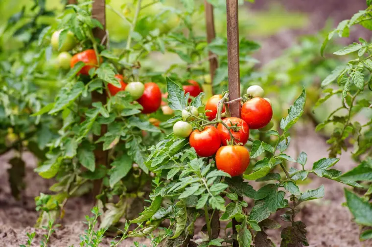 durée de vie d'une plante de tomate 
