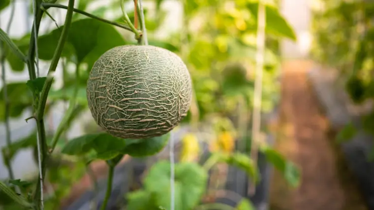 entretien melon plantation jardin 