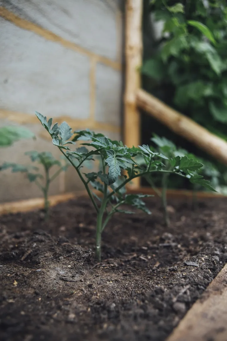fertilisant naturel pour tomates
