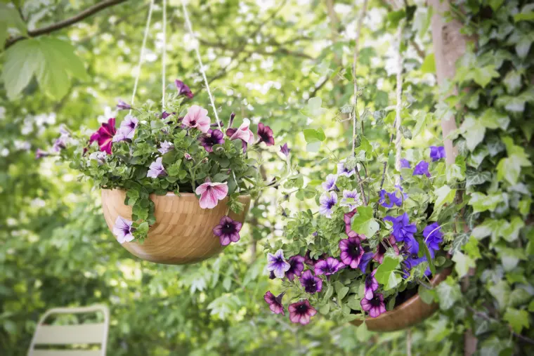 fleurs petunias suspendues terrasse 