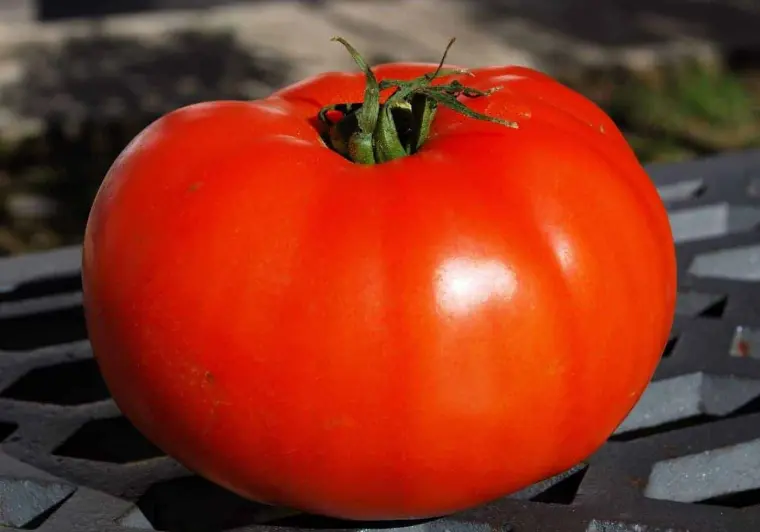 graines de tomates géantes 