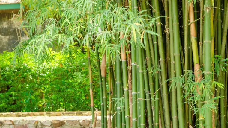 haie anti-bruit de bambous