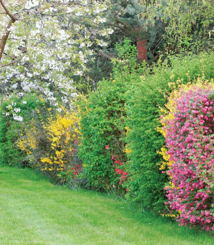 mur vivant variété arbustes