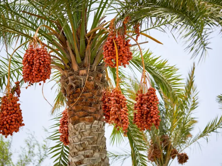 palmier dattier arrosage soin 